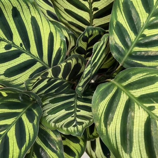 CALATHEA makoyana D14 X8
