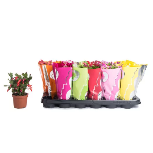 SCHLUMBERGERA hybride D09 x18 MIX