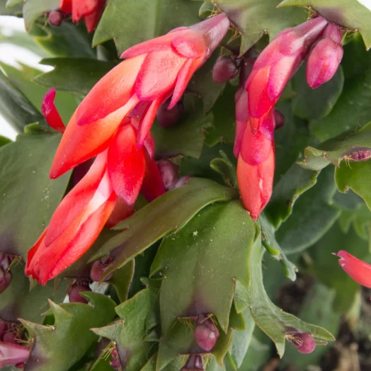 SCHLUMBERGERA hybride D09 x18 MIX