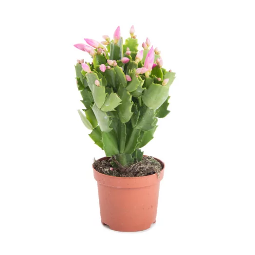 SCHLUMBERGERA hybride D09 x18 MIX