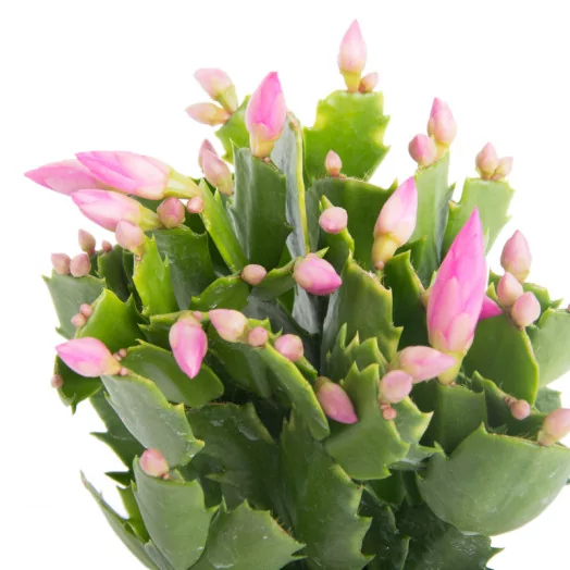 SCHLUMBERGERA hybride D09 x18 MIX