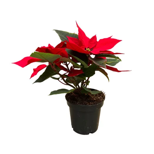EUPHORBIA pulcherrima D11 X10 Mars