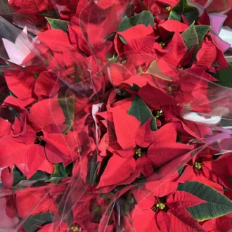 00006981_03