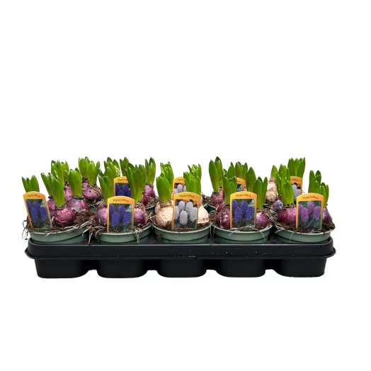 HYACINTHUS orientalis D12 X10 MIX