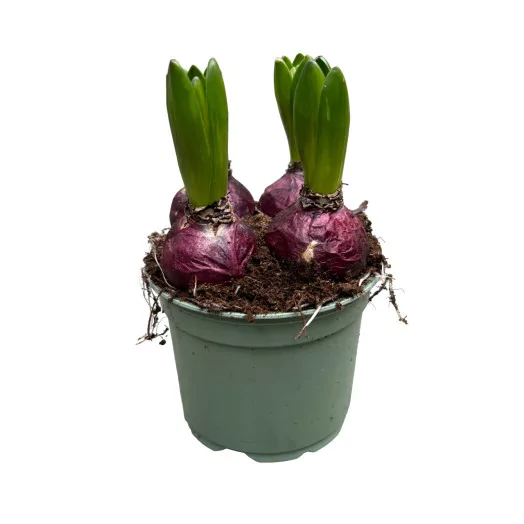 HYACINTHUS orientalis D12 X10 MIX
