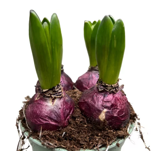 HYACINTHUS orientalis D12 X10 MIX