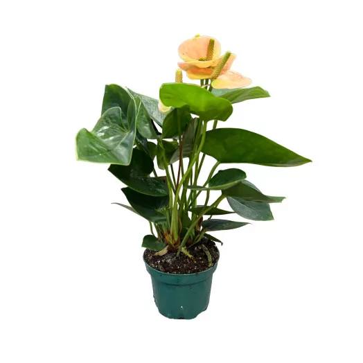 ANTHURIUM andreanum D09 P X12 Spirit