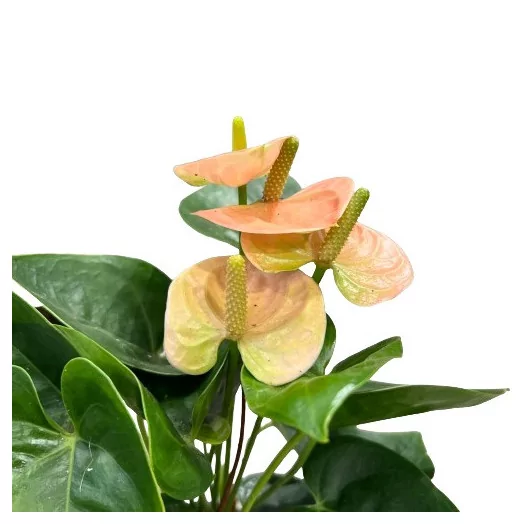 ANTHURIUM andreanum D09 P X12 Spirit