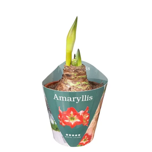 HIPPEASTRUM hybride D15 x6