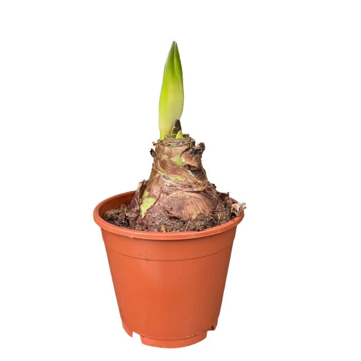 HIPPEASTRUM hybride D15 x6