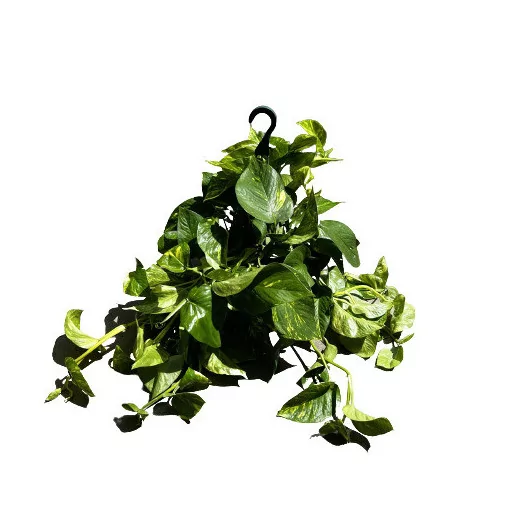 SCINDAPSUS aureus D20 SUSPENSION