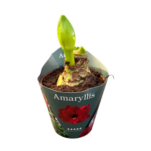 HIPPEASTRUM hybride D14 x8 Amorita Danu