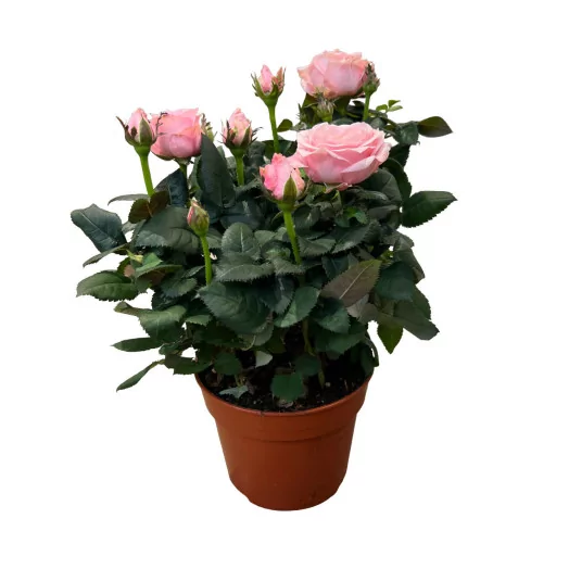 ROSA hybride D14 P X8 Amorosa MIX