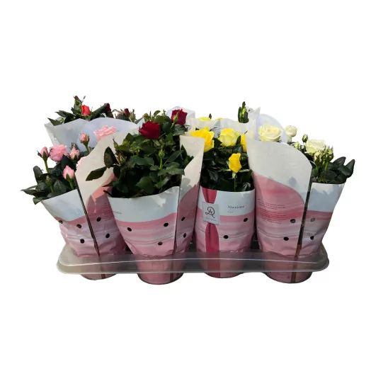 ROSA hybride D14 P X8 Amorosa MIX