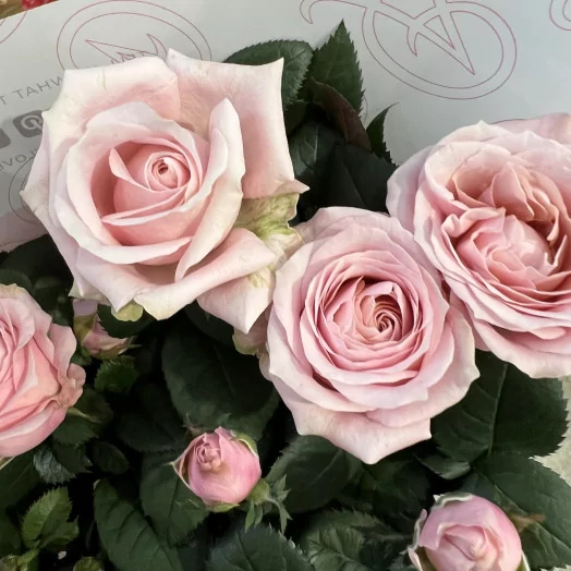 ROSA hybride D14 P X8 Amorosa MIX