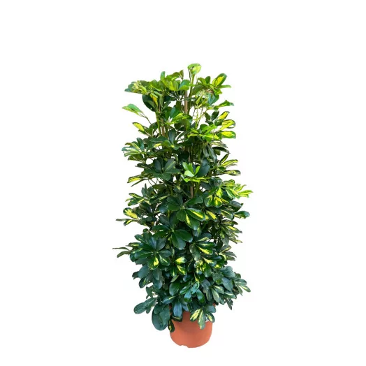 SCHEFFLERA hybride D29 Gold Capella