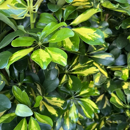 SCHEFFLERA hybride D29 Gold Capella
