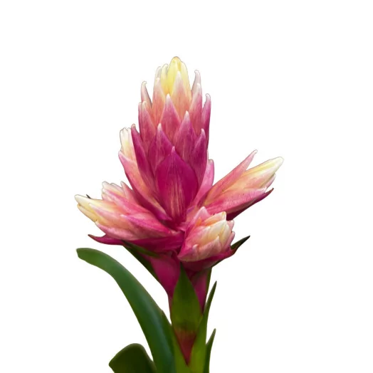 GUZMANIA x D10 X9 ROSE