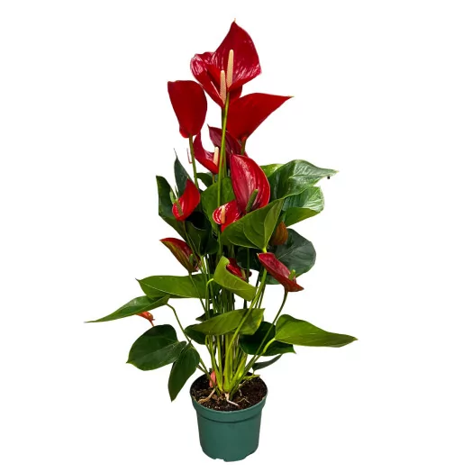 ANTHURIUM andreanum D17 P Melodia