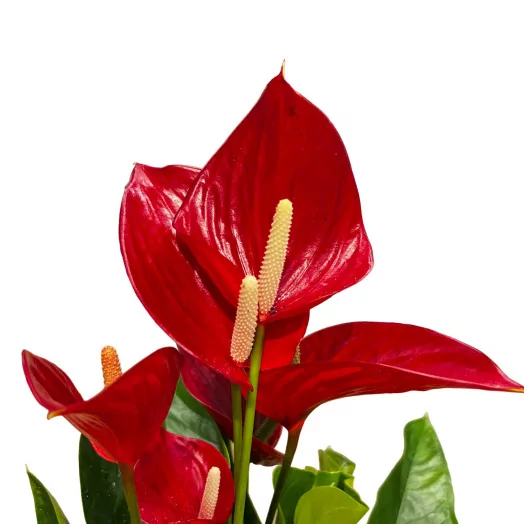ANTHURIUM andreanum D17 P Melodia