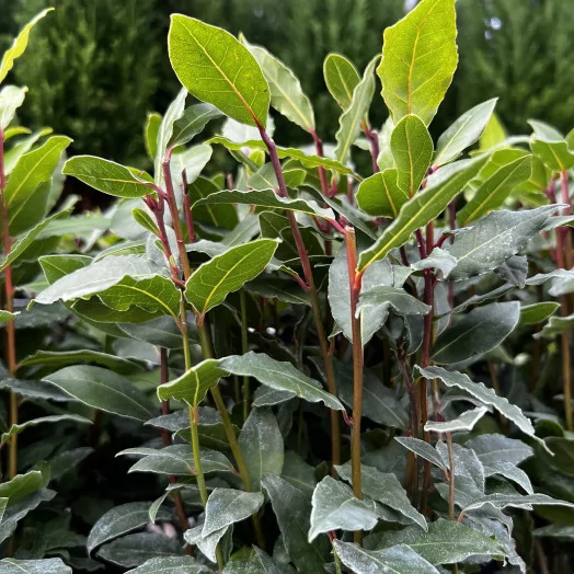 LAURUS nobilis D14 X6