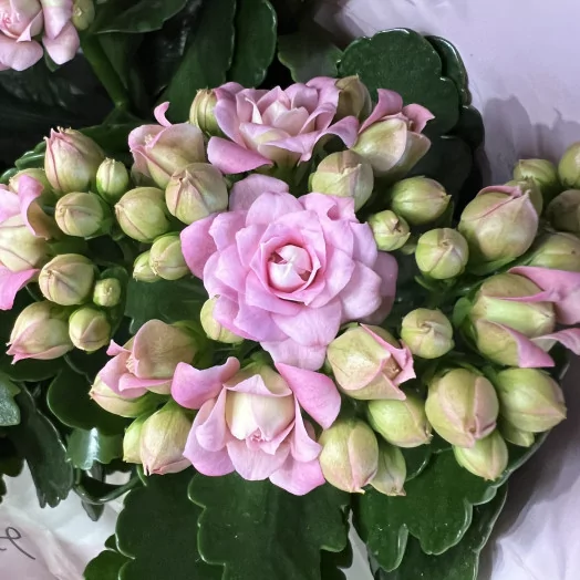 KALANCHOE blossfeldiana D14 P X6 Sunny MIX
