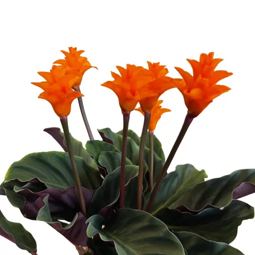 CALATHEA crocata D14 P x6 5-6FL