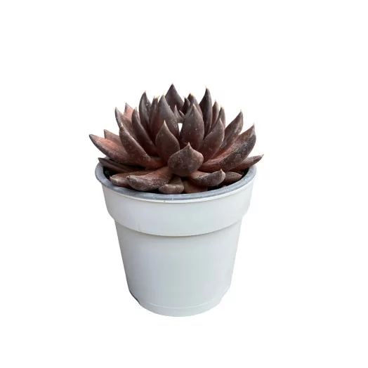 SUCCULENTE hybride D12 X9 MIX