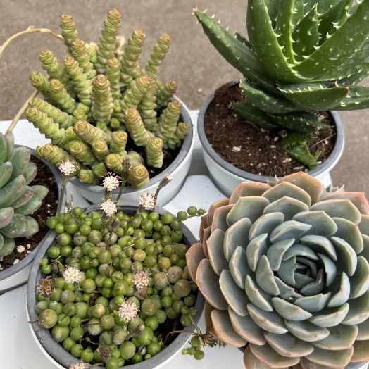SUCCULENTE hybride D12 X9 MIX