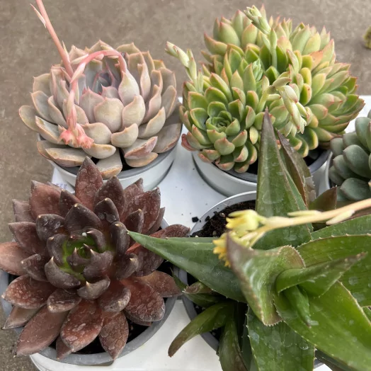 SUCCULENTE hybride D12 X9 MIX