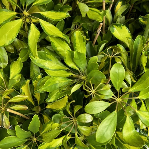 SCHEFFLERA arboricola D17 Gold Capella 90CM
