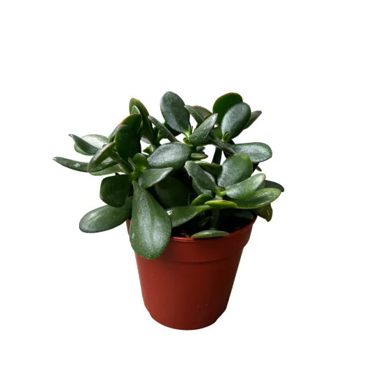 CRASSULA ovata D12 P X6 Sunset