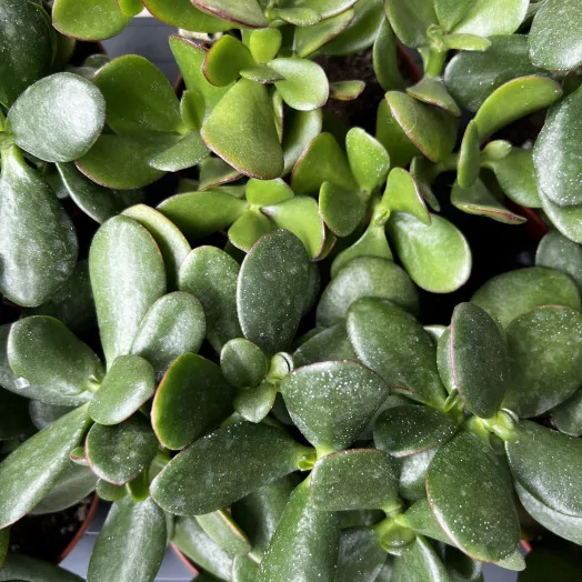 CRASSULA ovata D12 P X6 Sunset