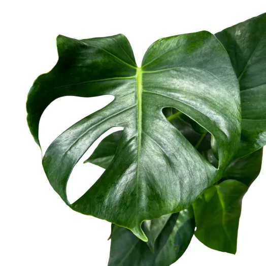 MONSTERA X D15 X4 Burle Marx Flame