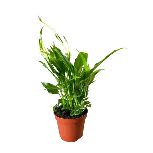SPATHIPHYLLUM wallisii D09 P x18 Pearl Cupido