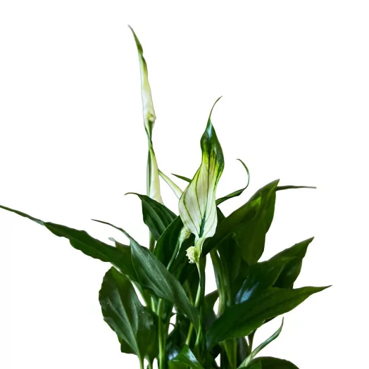 SPATHIPHYLLUM wallisii D09 P x18 Pearl Cupido