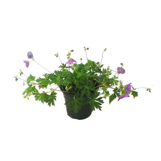 GERANIUM x Rozanne C03
