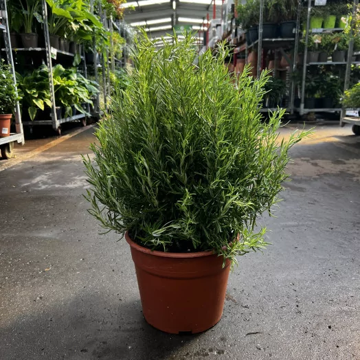 ROSMARINUS officinalis D24-26 Romarin
