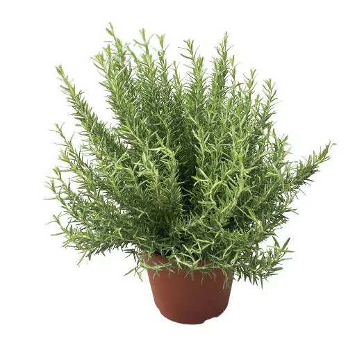 ROSMARINUS officinalis D24-26 Romarin
