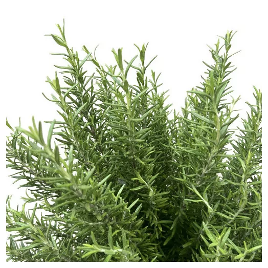 ROSMARINUS officinalis D24-26 Romarin
