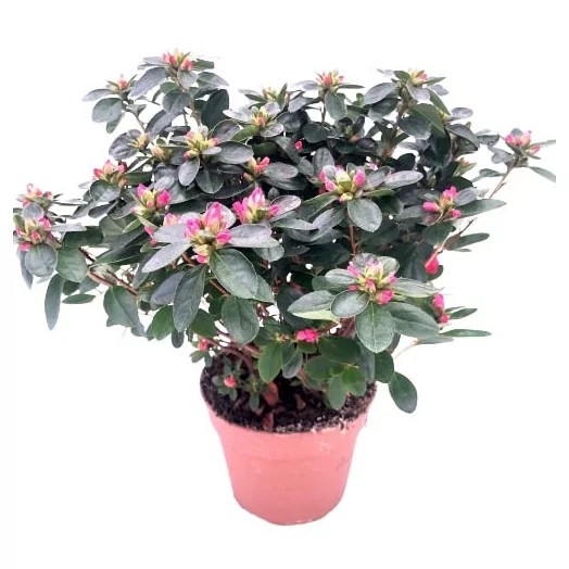 AZALEA hybride D15 X6 BOUT. Colore 27-30CM