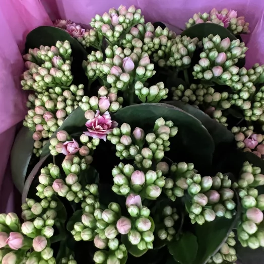 KALANCHOE blossfeldiana D14 P X6 More Flowers Sunny PINK