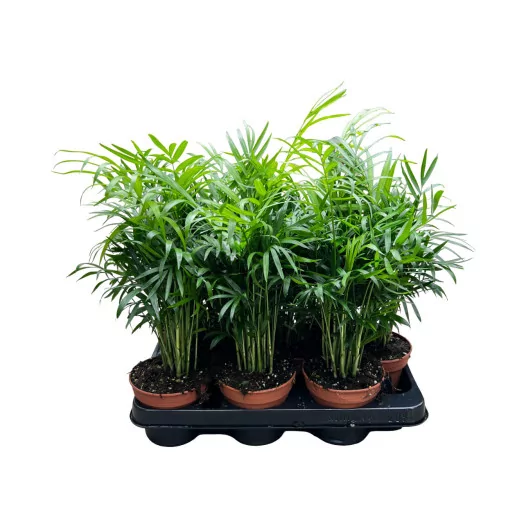 CHAMAEDOREA elegans D11 X15