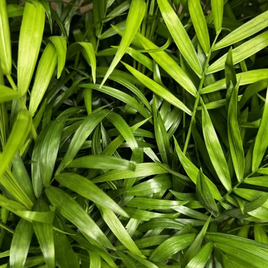 CHAMAEDOREA elegans D11 X15