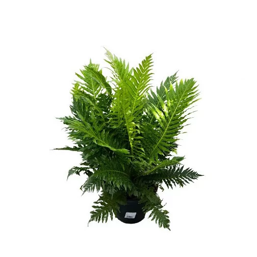 BLECHNUM gibbum D18