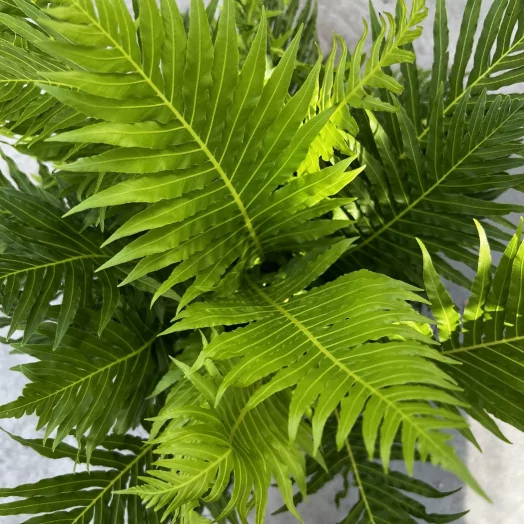 BLECHNUM gibbum D18
