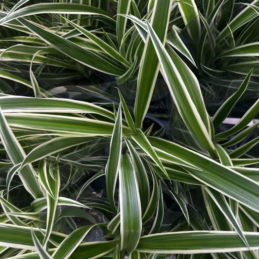 CHLOROPHYTUM comosum D12 X10