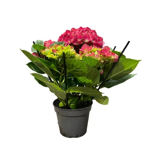 HYDRANGEA macrophylla D14 X4 Amsterdam ROUGE