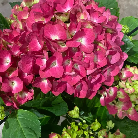 HYDRANGEA macrophylla D14 X4 Amsterdam ROUGE