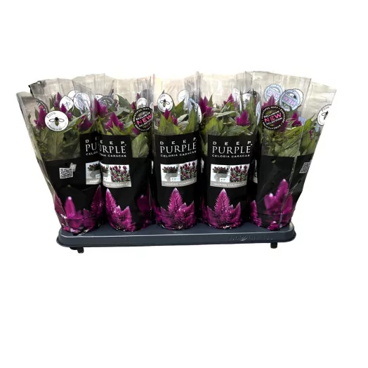 CELOSIA spicata D12 P X10 Deep Purple